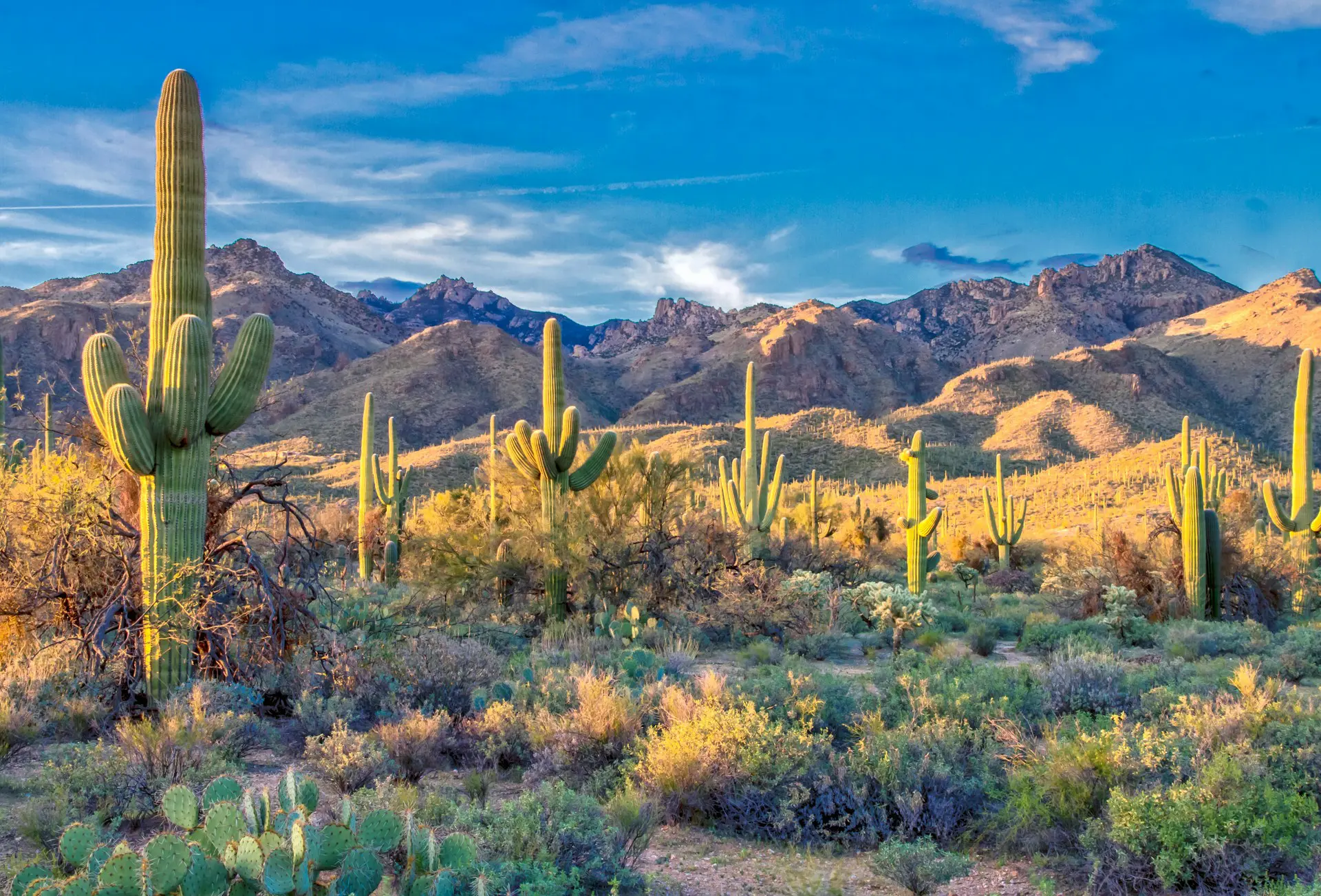 arizona cacti landscape