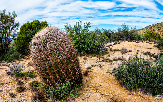 Arizona, desert, law, estate - desert shrubbery