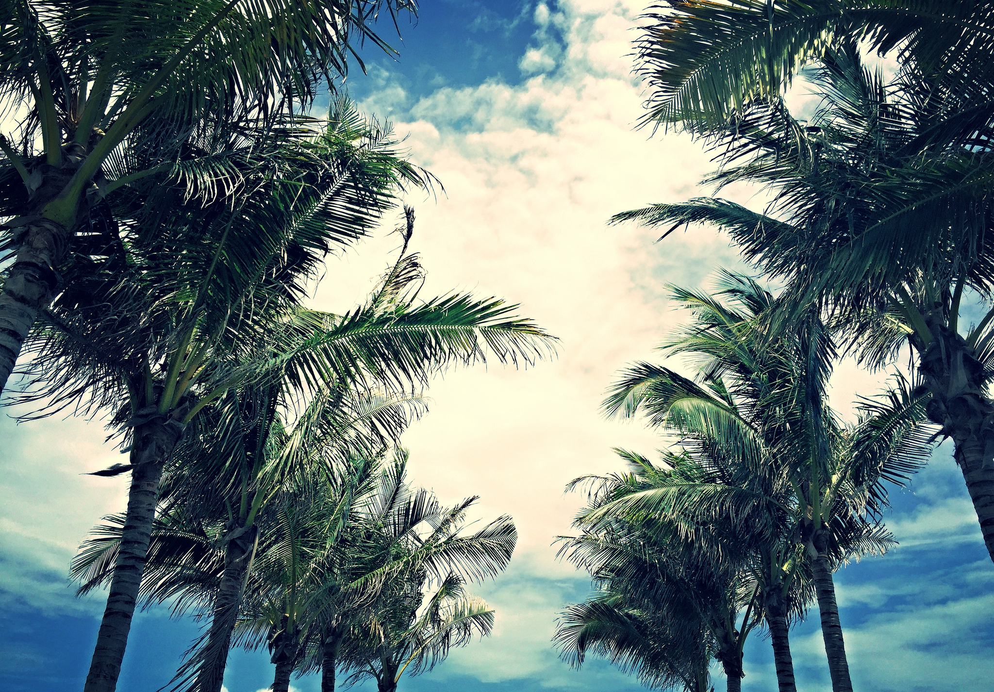 misconceptions of trusts - the tops of palm trees against the sky