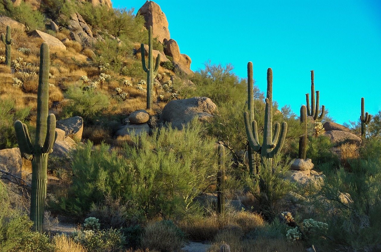 things to do in the summer phoenix