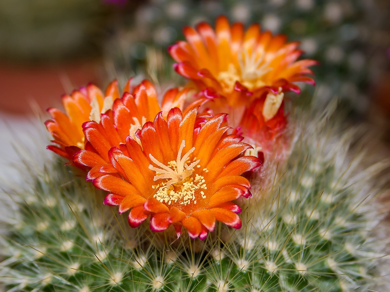 arizona spring