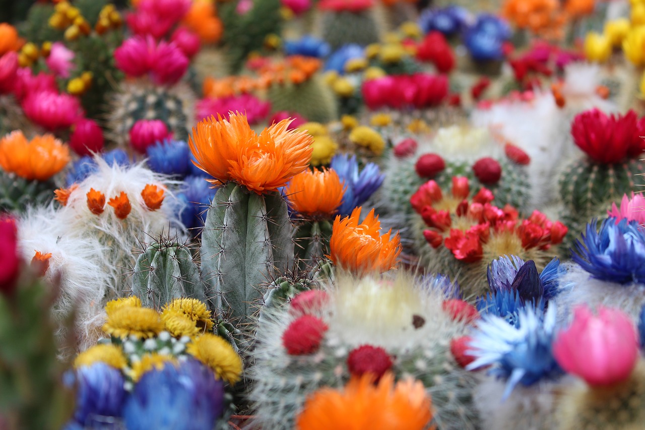 arizona spring -- group of flowering cacti
