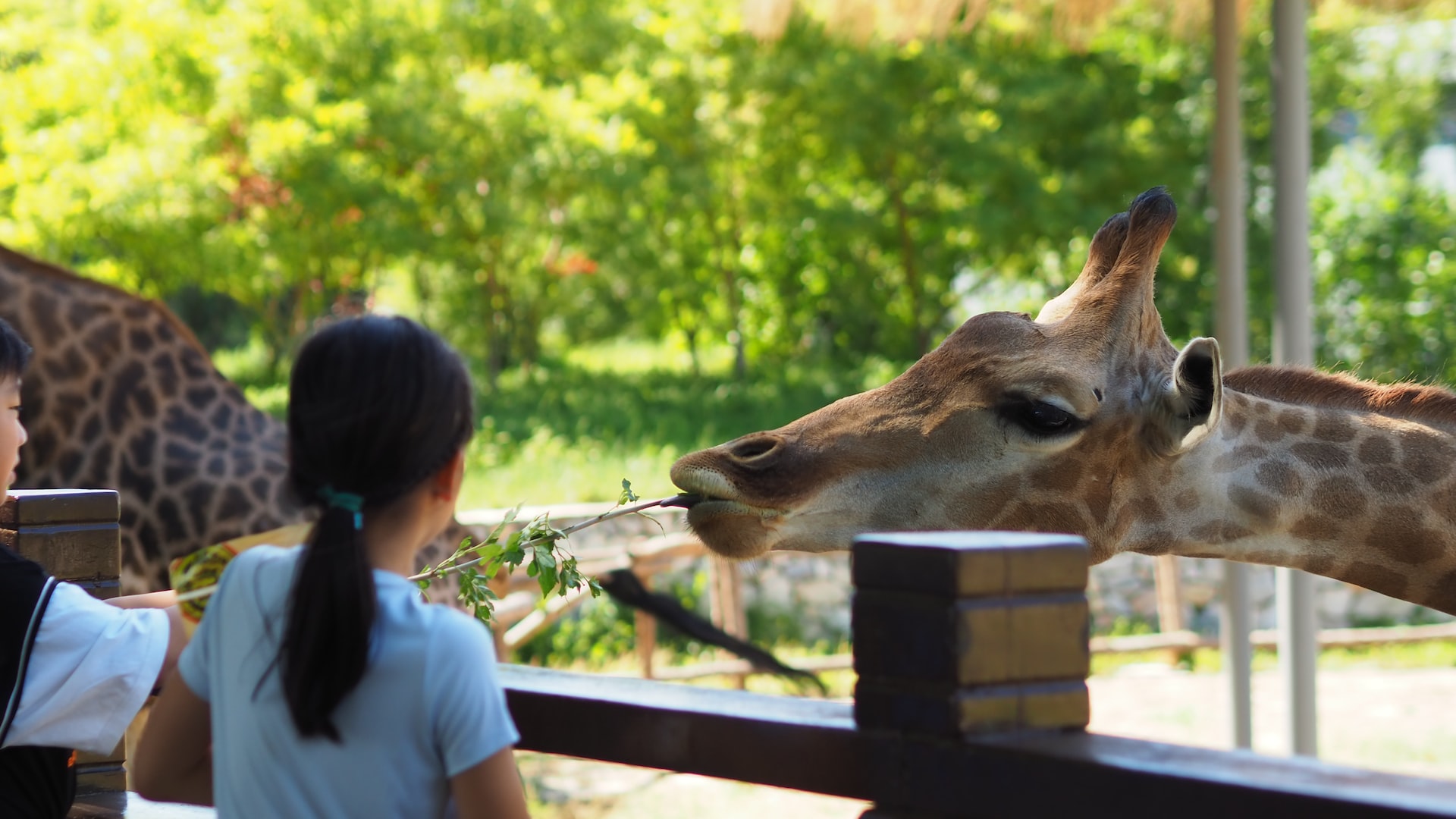 best zoos in Arizona - kids feeding a giraffe