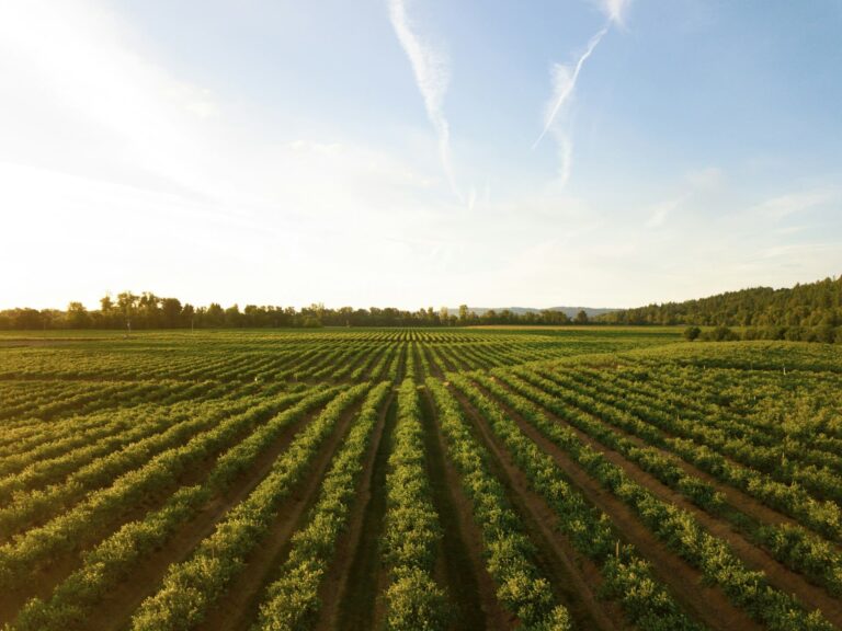How to Include Your Ranch, Horses, or Farm in Your Estate Plan