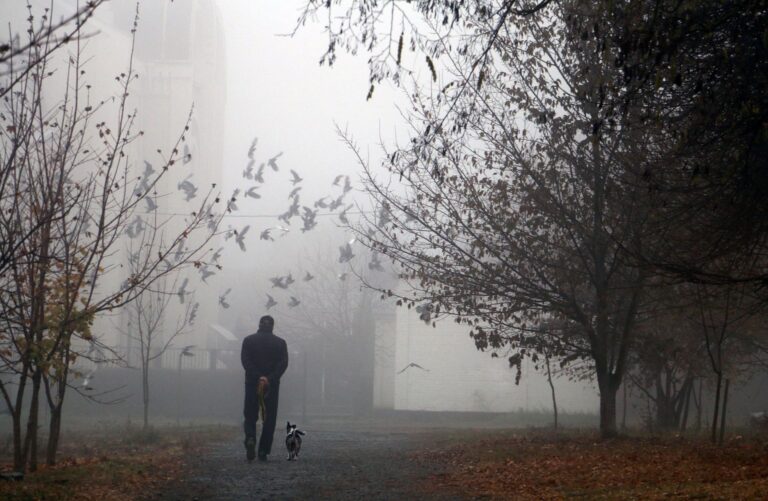 Estate Planning: How to Set Up A Trust For Pets